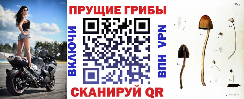 купить наркотики цена  Инза  Псилоцибиновые грибы Psilocybine cubensis 